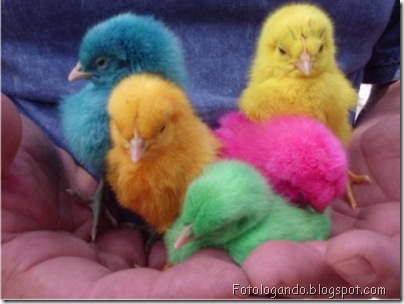 pintinhos coloridos 7
