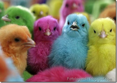 pintinhos coloridos