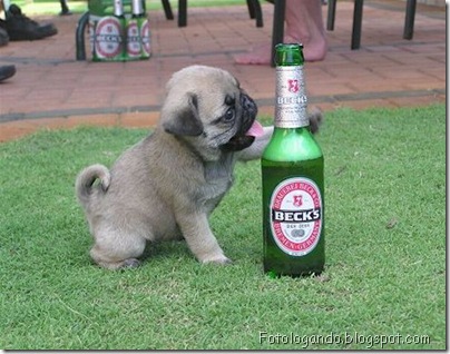 pug