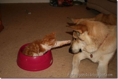 cat ando dog