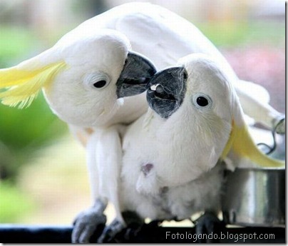 cacatua