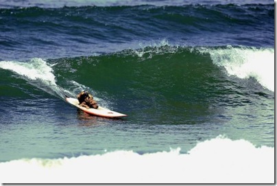 cachorro surfista