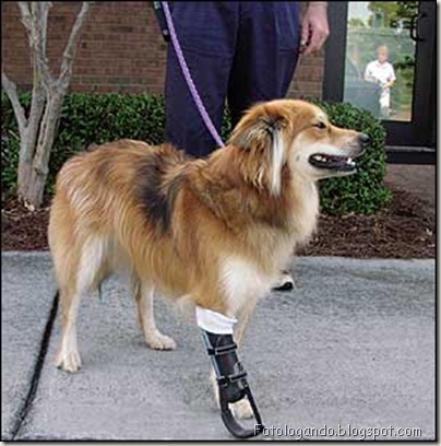 cadelinha protese