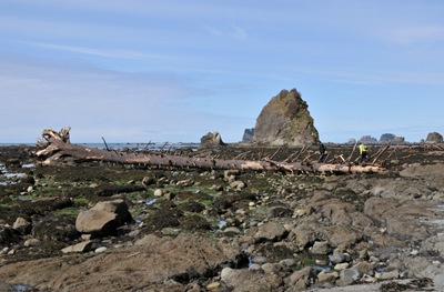 Emil and Markus inspecting a fallen tree