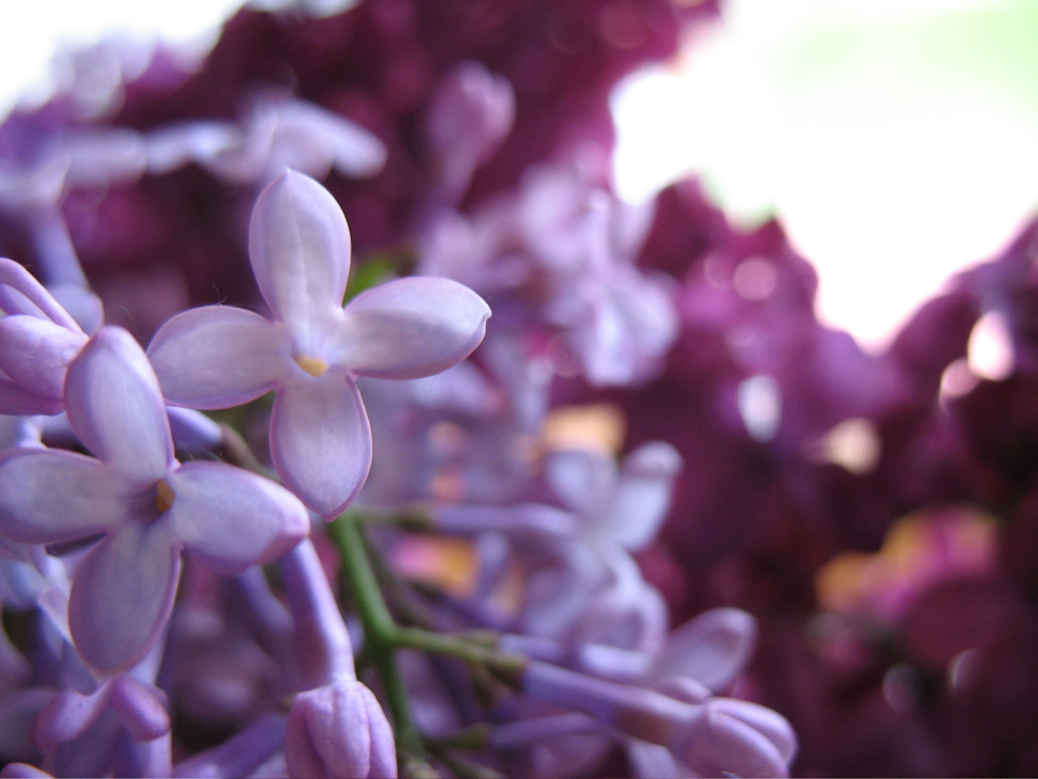 [flowers.jpg]