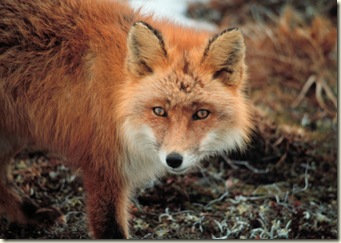 red_fox_close
