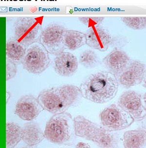 mitosis search3.png