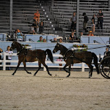 Devon Horse Show Devon Horse Show