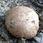 Puffball