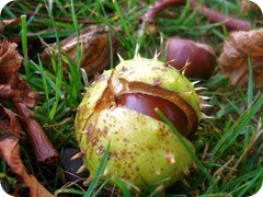 chestnut