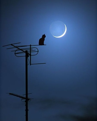 [moon2[5].jpg]