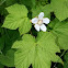 Thimbleberry 