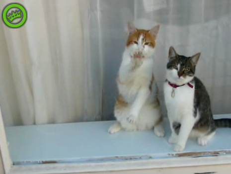 萌爱社:勤奋的擦玻璃猫猫 萌爱社:勤奋的擦玻璃猫猫