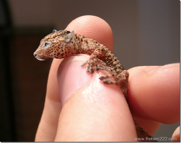 Leopard_Gecko_by_staticwind Leopard_Gecko_by_staticwind