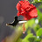 Colibri - Porto de Galinhas - Brasil