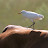 "Garça boieira" "Carraceiro" "Bubulcus ibis"