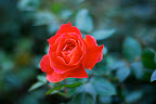 Roses still bloom in Shinjuku Gyoen in November!