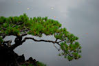 A small pine tree over the bond before the tea house at Shinjuku Gyoen