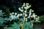 Ghostly pale green flower clusters