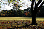 A tree buckles down for the onset of winter
