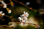 These flowers don't know it's not spring . . .