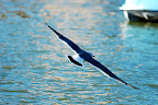 Seagull soars over Shinobazu Pond