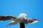 Sea gulls compete for perches