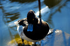 This duck has a pretty badass stare.