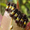 Mottled cup-moth (early larvae)
