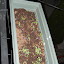 lindsaybanks's Windowbox garden