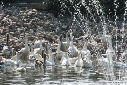[Geese in pond 09[3].jpg]