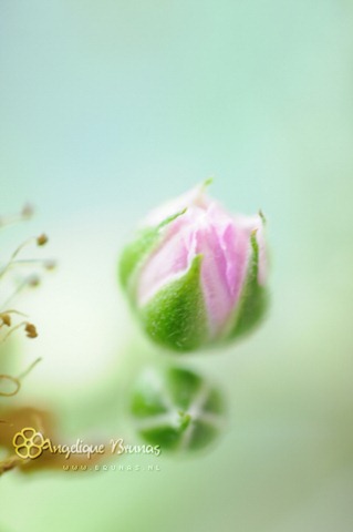 [___Just_another_rose____by_Liek[4].jpg]