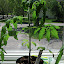 Tomato (Amish Paste)