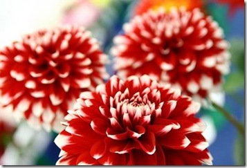 red dahlia adamle photographique