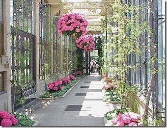 google pink hydrangeas in conservatory