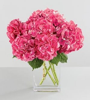 [pink hydrangea by 416 florist dot com[3].jpg]