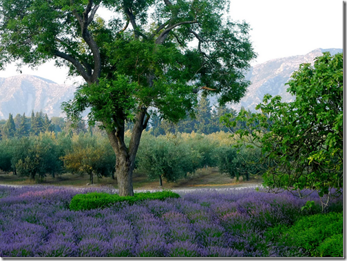 French Essence Vicki Archer lavender field photo Carla Coulson