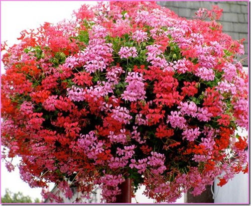 geraniums%203