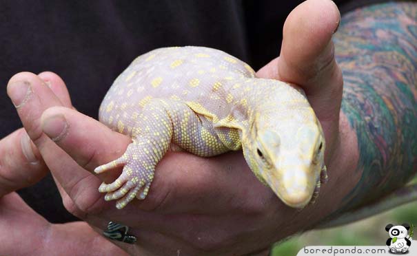 When God Runs out of Paint: 26 Albino Animals