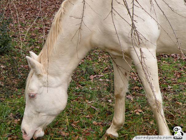 When God Runs out of Paint: 26 Albino Animals