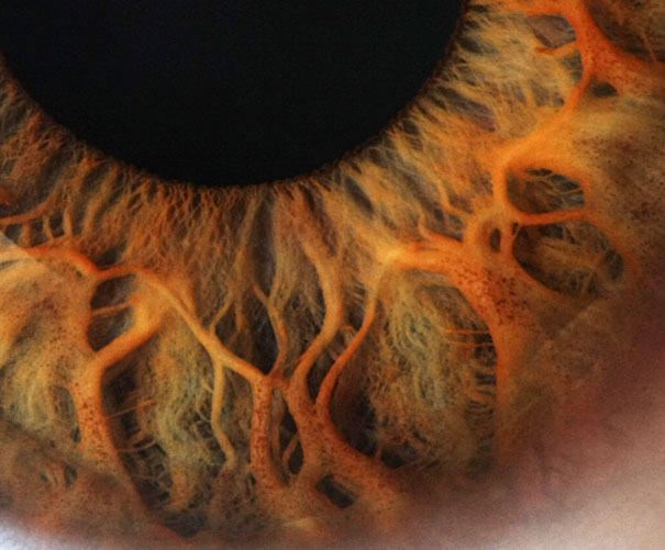 20 Incredible Eye Macros