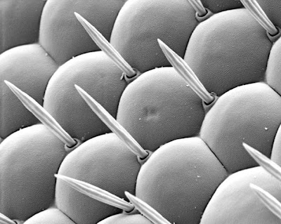 صورة بالمجهر الإلكتروني الماسح لعين ذبابة الفاكهة 