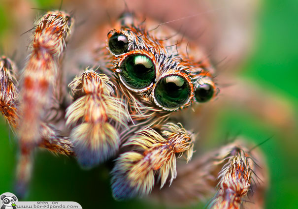 The Most Beautiful Spider in the World (20 pics)