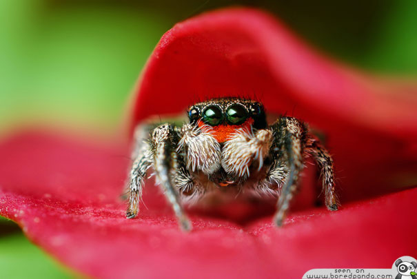 The Most Beautiful Spider in the World (20 pics)