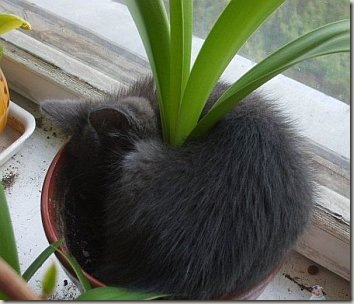 cat02