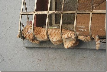 cat06
