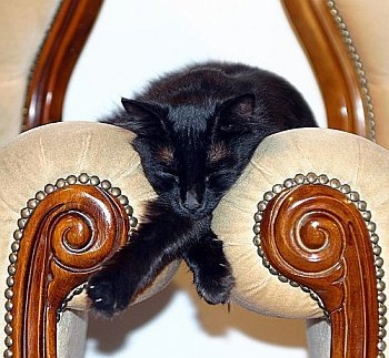 [cat03[3].jpg]