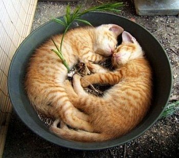 [cat07[3].jpg]