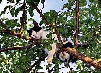 [cat09[3].jpg]