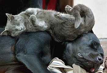 [cat12[3].jpg]